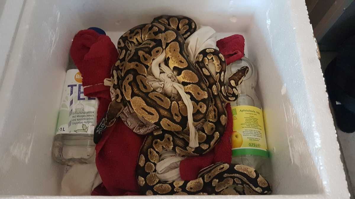Unbekannter stellt zwei Königspython vor Tierheim ab