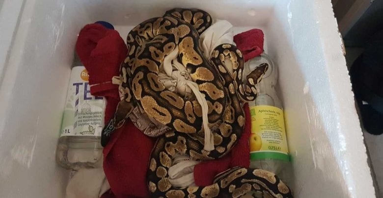 Unbekannter stellt zwei Königspython vor Tierheim ab