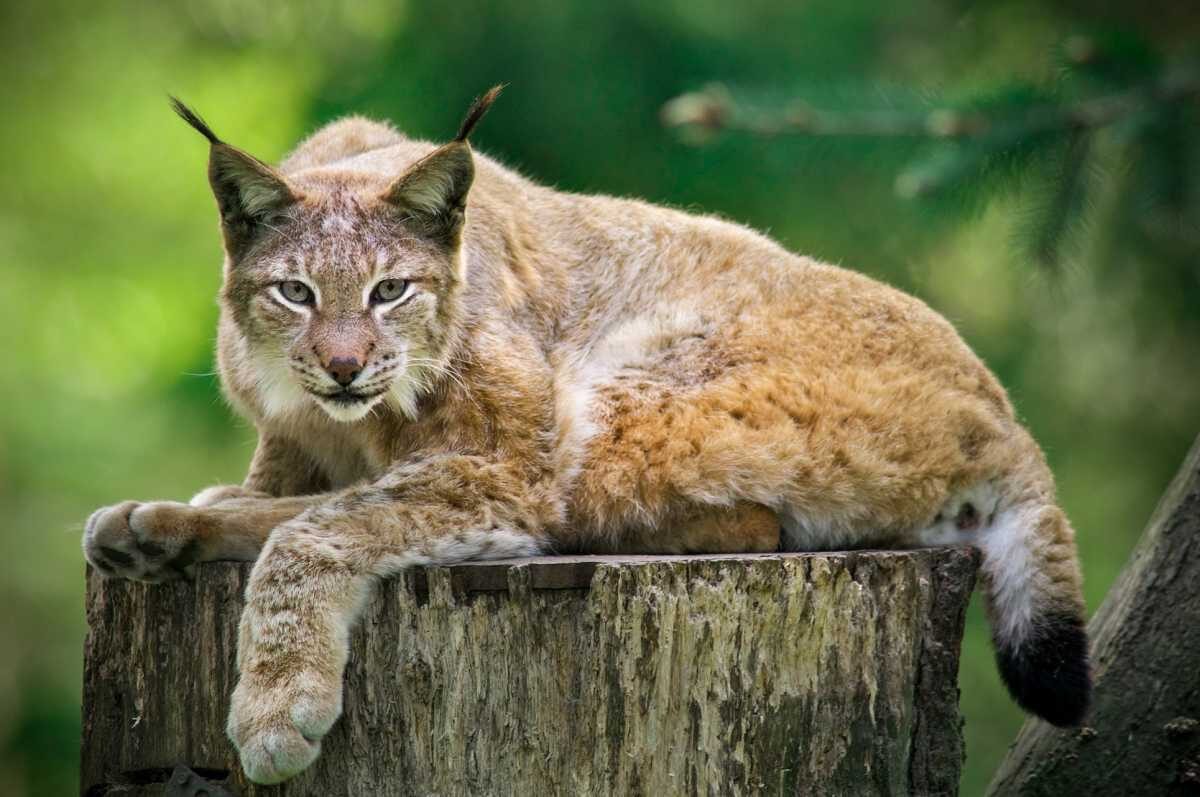 Tag des Luchses im Wildpark Schwarze Berge
