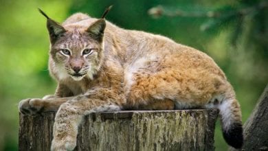 Tag des Luchses im Wildpark Schwarze Berge
