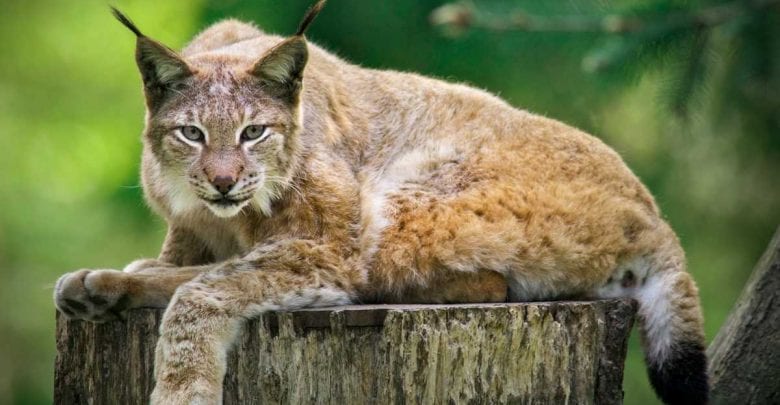 Tag des Luchses im Wildpark Schwarze Berge 1 Tag des Luchses im Wildpark Schwarze Berge