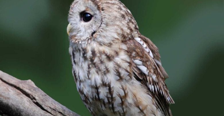 Auf märchenhaften Pfaden durch den Wildpark Schwarze Berge 5 Auf märchenhaften Pfaden durch den Wildpark Schwarze Berge