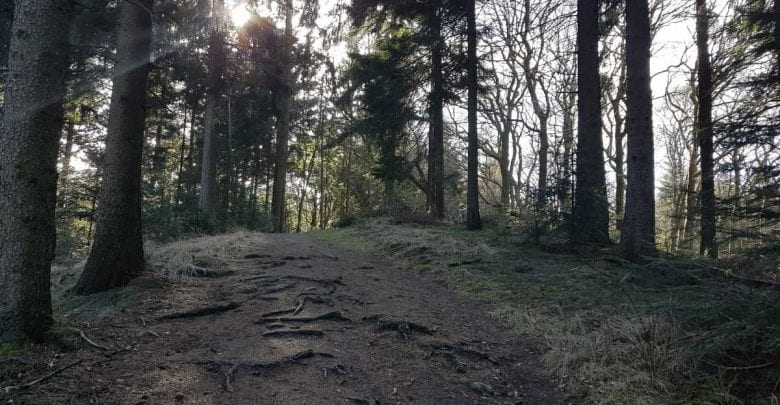 Behörden warnen eindringlich vor Astabbrüchen und damit verbundenen schweren Verletzungen