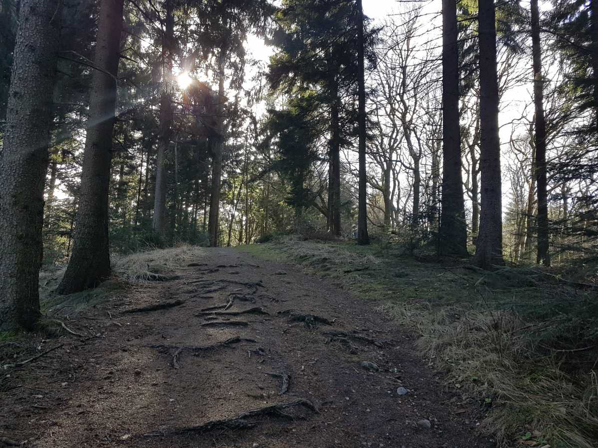 Behörden warnen eindringlich vor Astabbrüchen und damit verbundenen schweren Verletzungen
