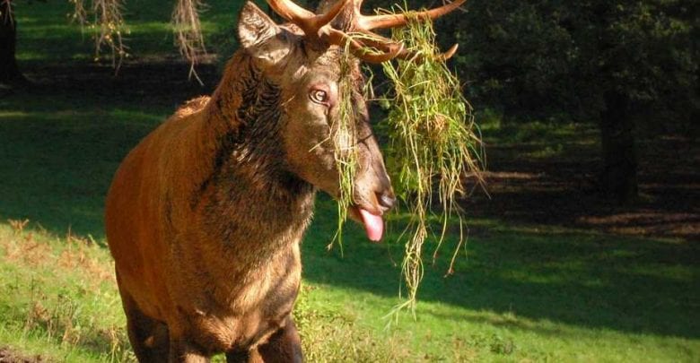Kämpfende Könige im Wildpark Schwarze Berge