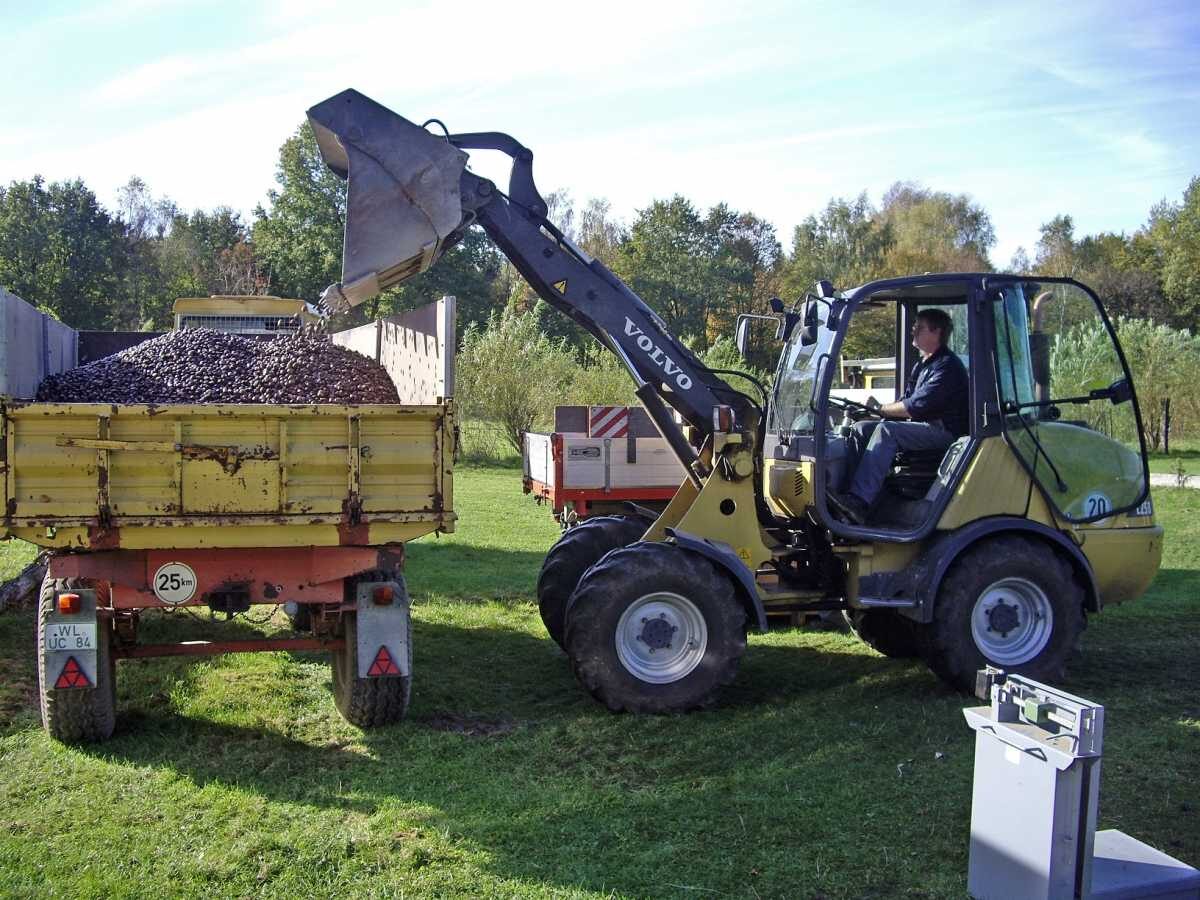 Eicheln- und Kastanienannahme im Wildpark Schwarze Berge