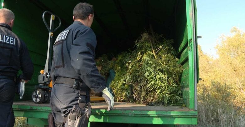 Drogenplantage auf Industriegelände im Hafen entdeckt