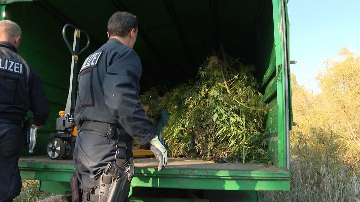 Drogenplantage auf Industriegelände im Hafen entdeckt