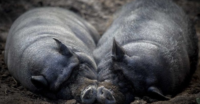 Wintertour durch den Wildpark Schwarze Berge