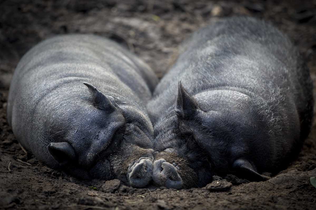 Wintertour durch den Wildpark Schwarze Berge
