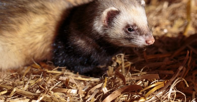 Schlemmerzeit und tierische Erlebnisse für die ganze Familie