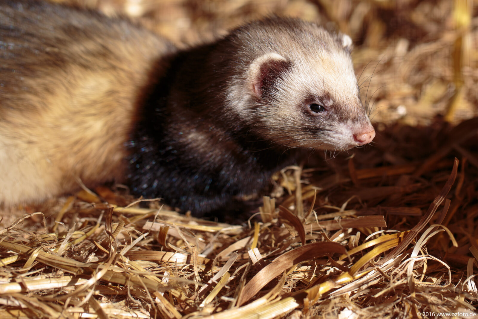 Schlemmerzeit und tierische Erlebnisse für die ganze Familie