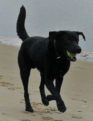 Wer kann Hinweise auf Hundedieb geben?
