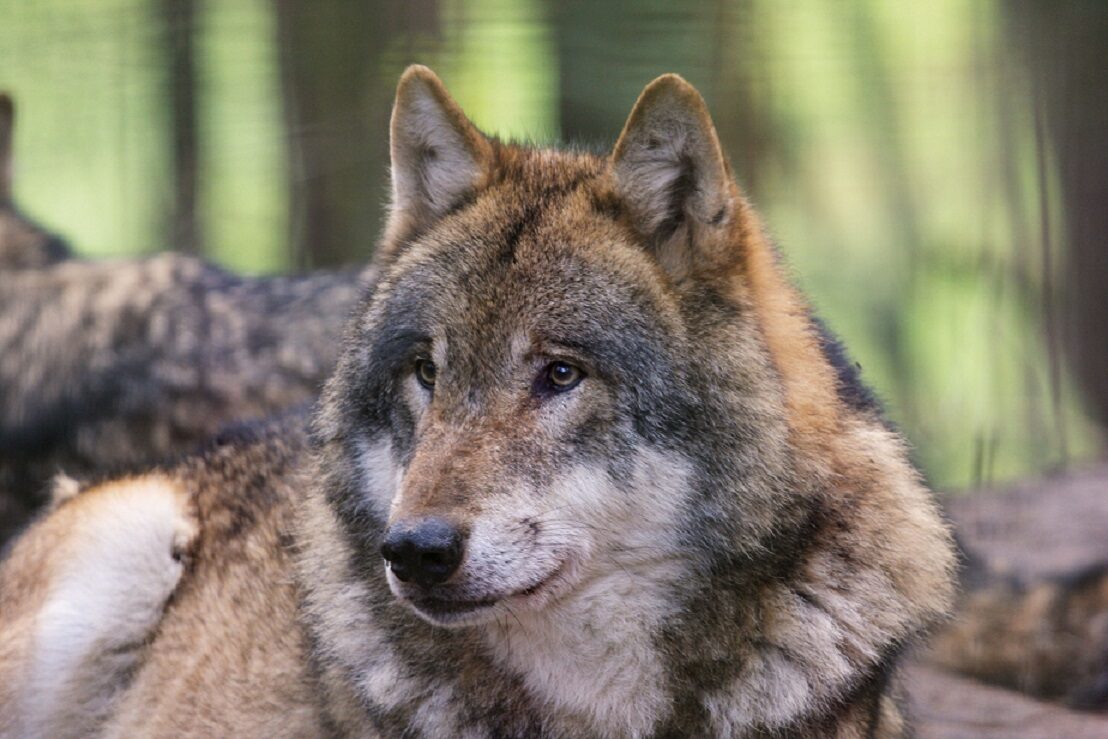 Tag der Wölfe am 16. März im Wildpark Schwarze Berge