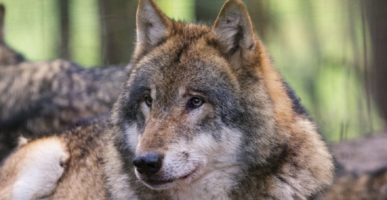 Tag der Wölfe am 16. März im Wildpark Schwarze Berge