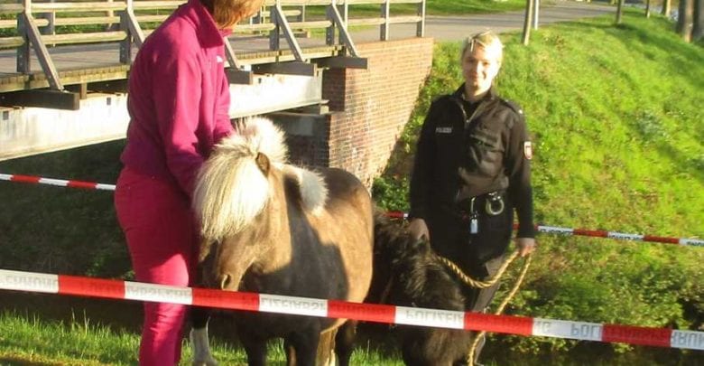 Polizei nimmt nach kurzer "Fahndung" ausgebüxte Ponys fest