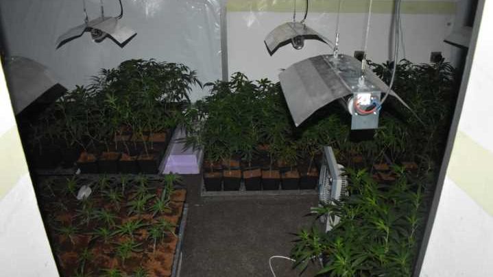Polizei beschlagnahmt Cannabisplantage