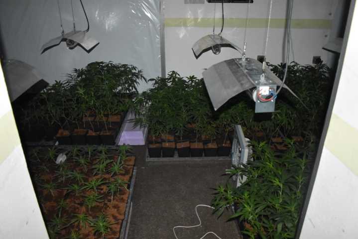 Polizei beschlagnahmt Cannabisplantage