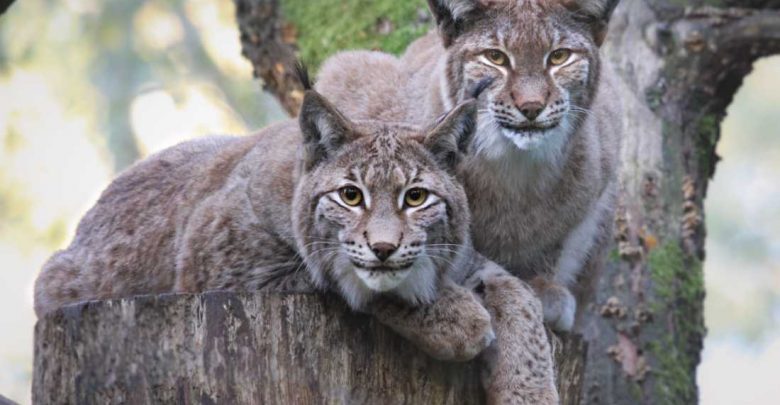 Luchs-Nachwuchs im Wildpark Schwarze Berge
