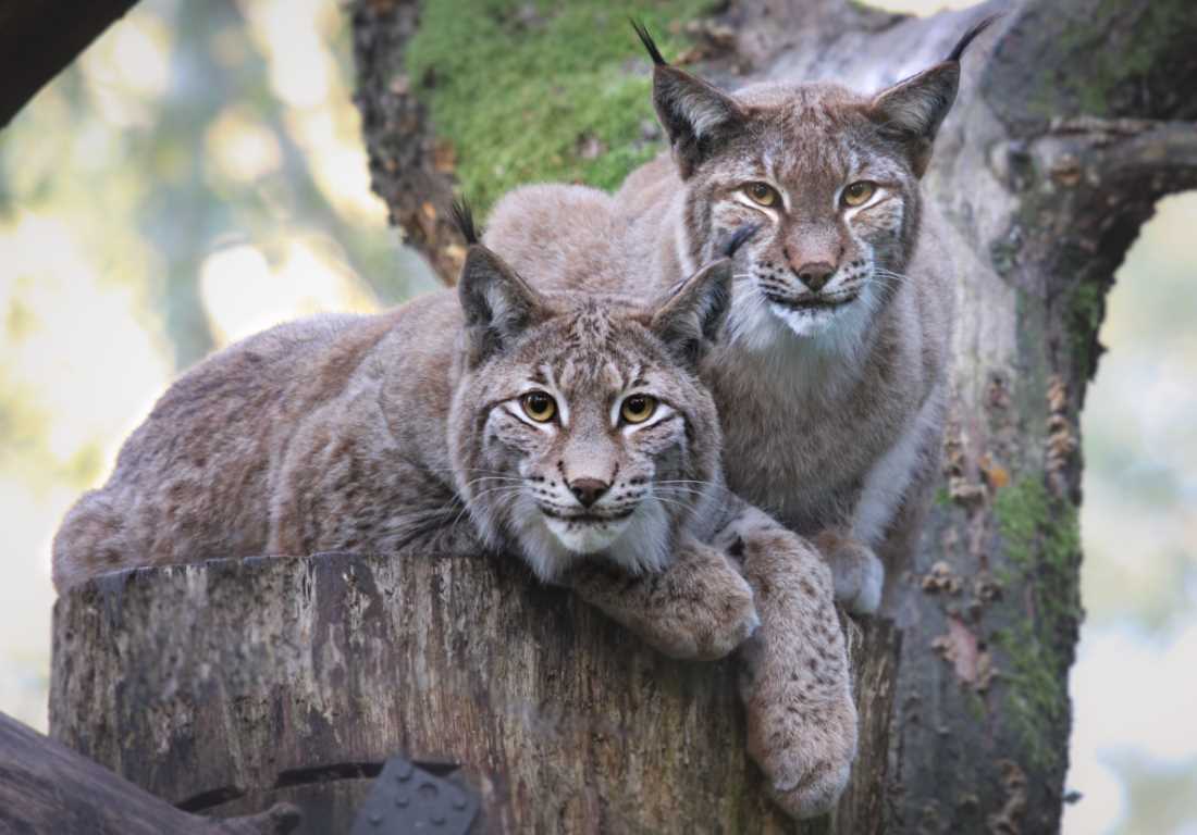 Luchs-Nachwuchs im Wildpark Schwarze Berge