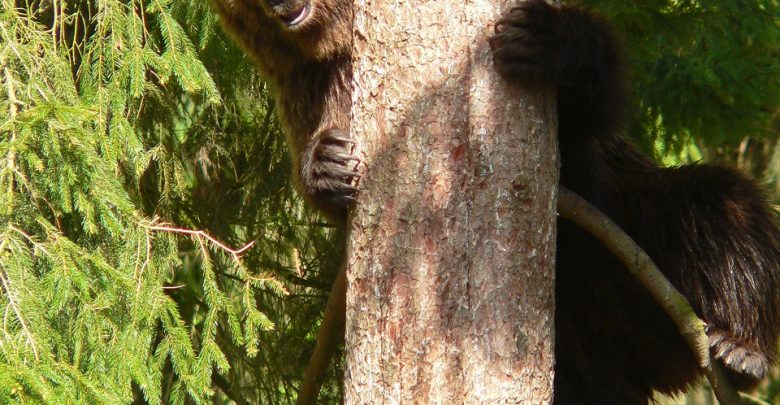 Wild- und Waldrallye im Wildpark Schwarze Berge