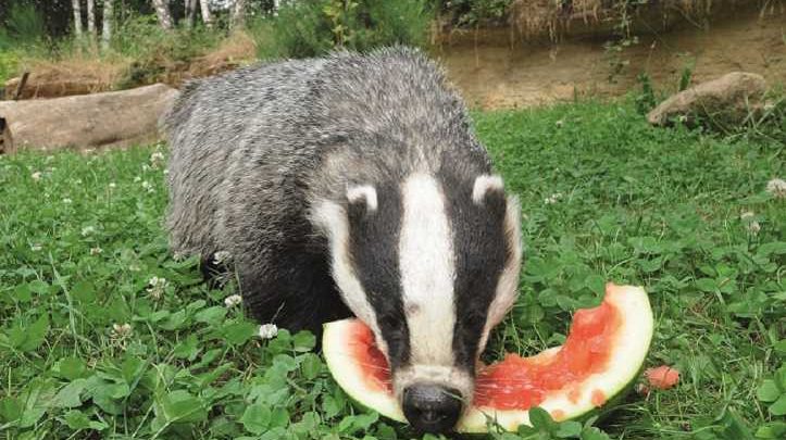 Sommer, Sonne, Wassermelone - Im Wildpark gibt es Leckereien