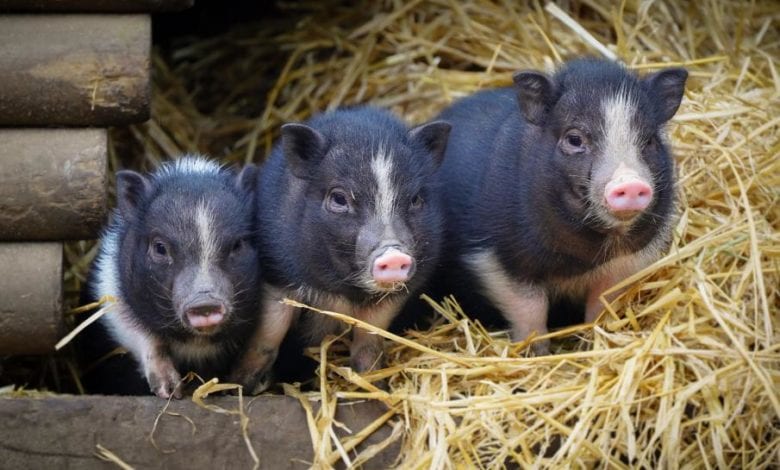 Tierische Geschenkideen aus dem Wildpark Schwarze Berge
