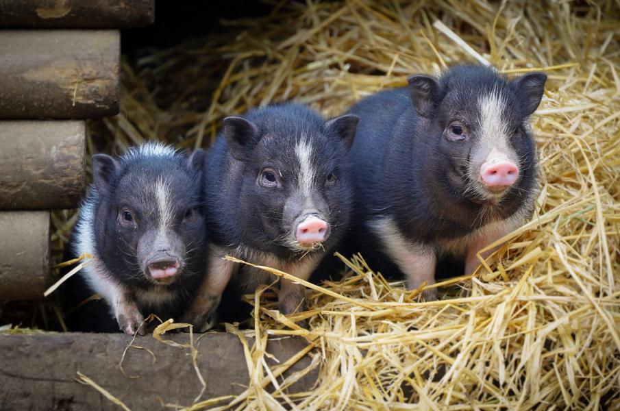Tierische Geschenkideen aus dem Wildpark Schwarze Berge