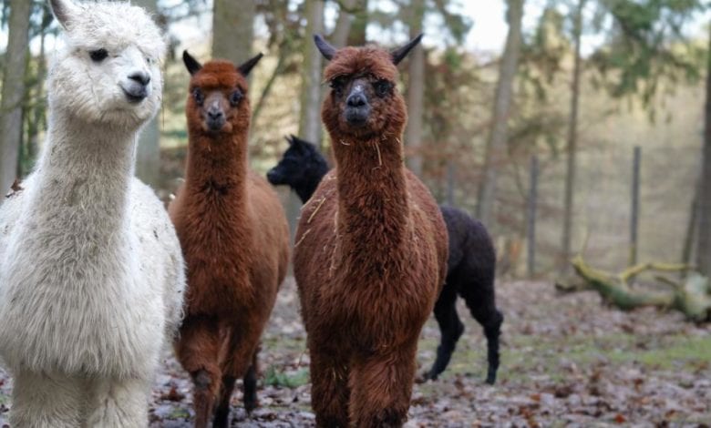 Zuzug bei den Alpakas im Wildpark Schwarze Berge