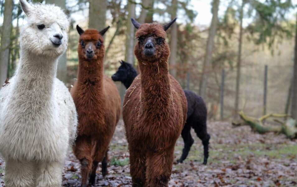 Zuzug bei den Alpakas im Wildpark Schwarze Berge