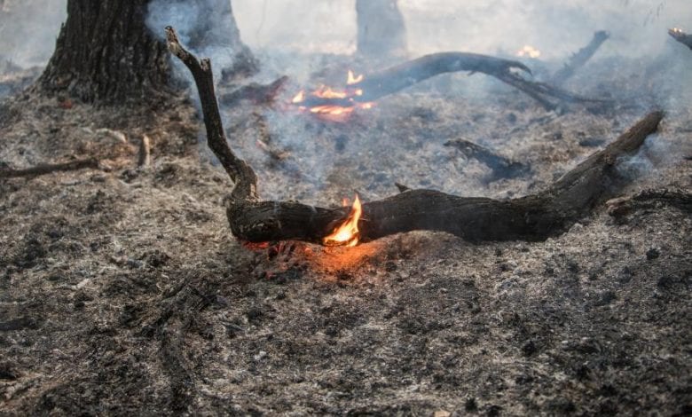 Waldbrände halten Feuerwehr in Hamburgs Süden in Atem
