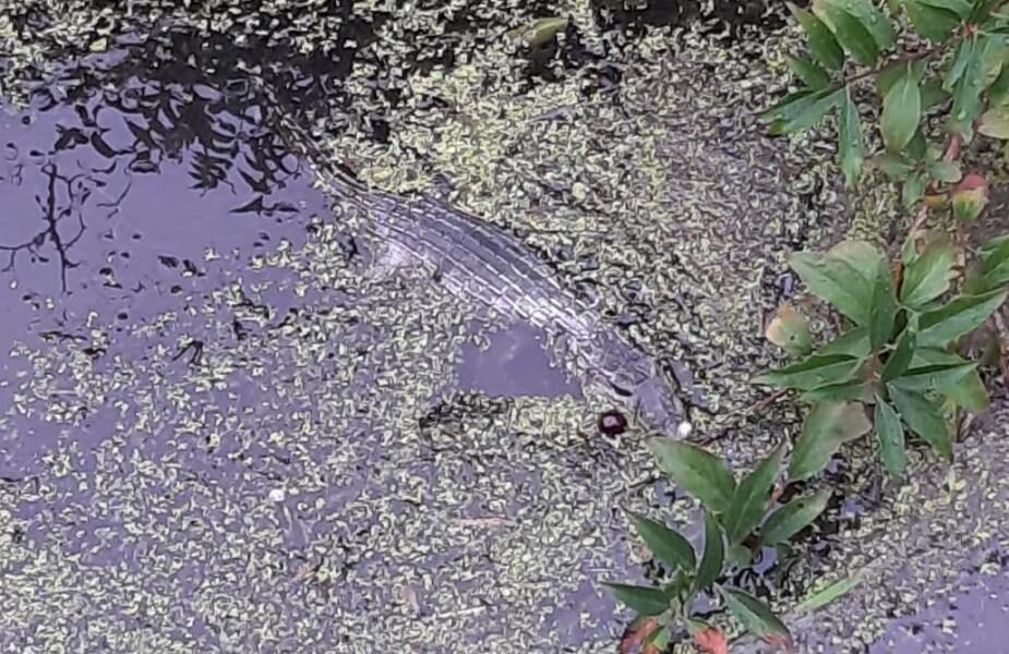 Passantin entdeckt Krokodil im Jorker Fleet