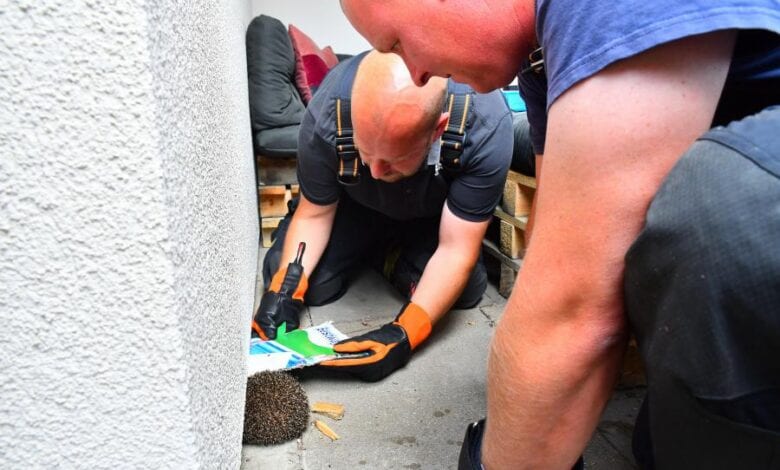 Freiwillige Feuerwehr rettet festgelaufenen Igel