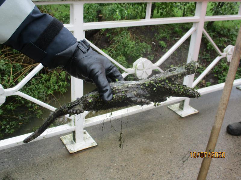Passantin entdeckt Krokodil im Jorker Fleet