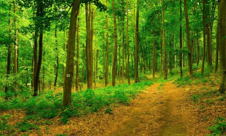 Vorsicht unter Bäumen - Trockenstress kann zu Astbrüchen führen