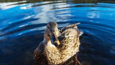 H5N8 Erreger bei Ente in Bergedorf nachgewiesen