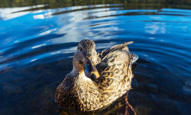 H5N8 Erreger bei Ente in Bergedorf nachgewiesen