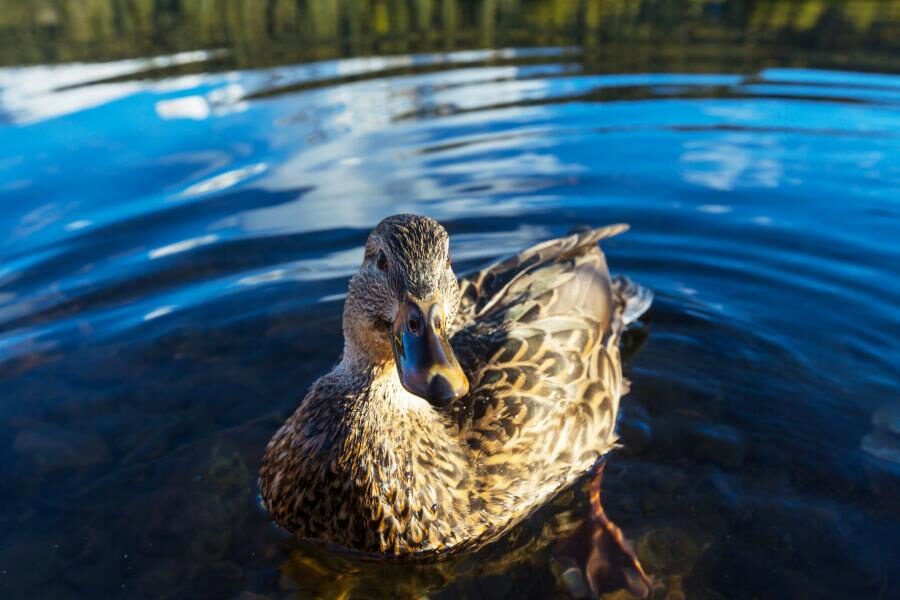 H5N8 Erreger bei Ente in Bergedorf nachgewiesen