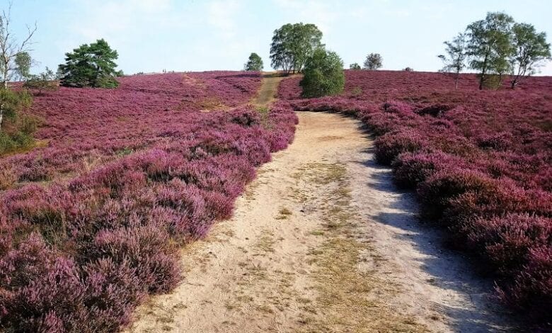 Heide am Naturjuwel Brunsberg wird gepflegt