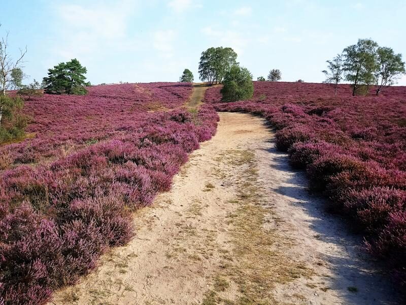 Heide am Naturjuwel Brunsberg wird gepflegt