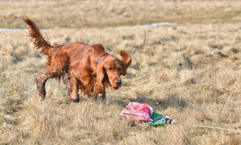 Vorsicht: Polizei warnt vor Tierködern mit Rasierklingen