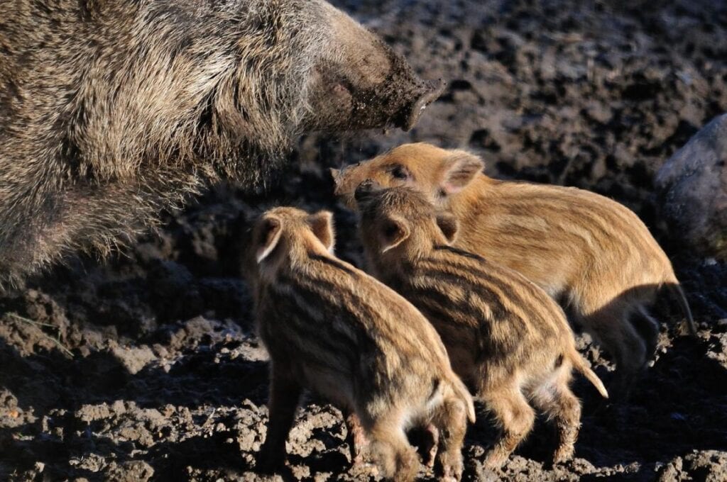 Wildpark Schwarze Berge ist wieder geöffnet