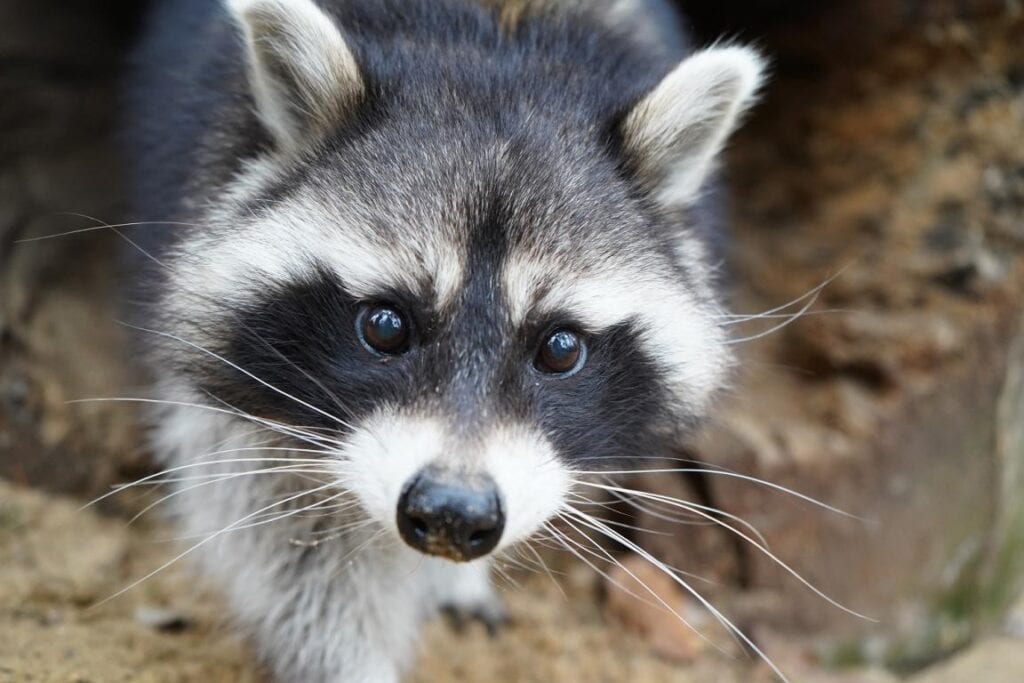 Wildpark Schwarze Berge ist wieder geöffnet
