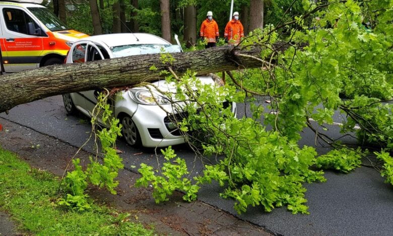 Baum stürzt während der Fahrt auf Auto - Fahrerin erleidet schwere Verletzungen