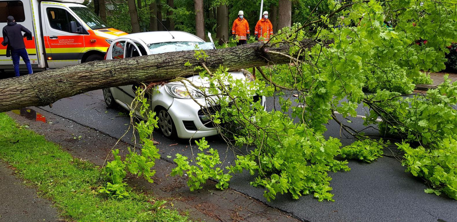 Baum stürzt während der Fahrt auf Auto - Fahrerin erleidet schwere Verletzungen