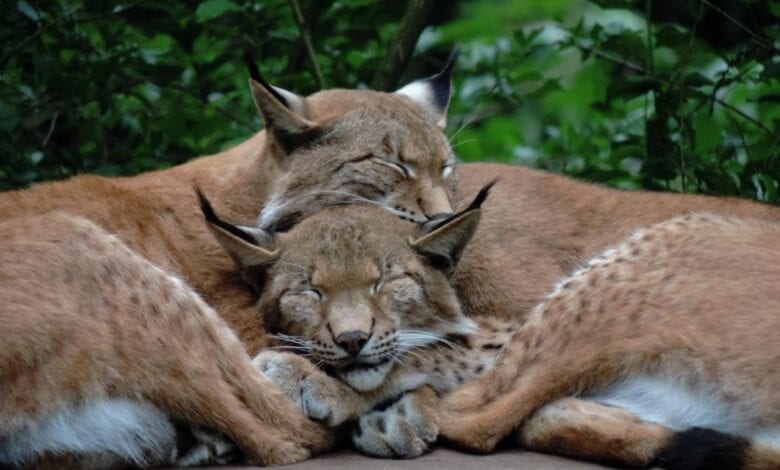 Süßer Luchs-Nachwuchs im Wildpark Schwarze Berge