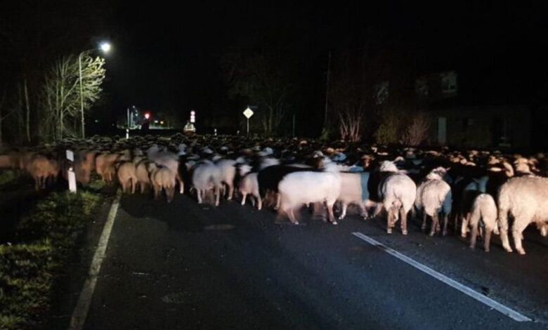 300 Schafe blockierten Fahrbahn - Feuerwehr und Polizei sichern die Herde