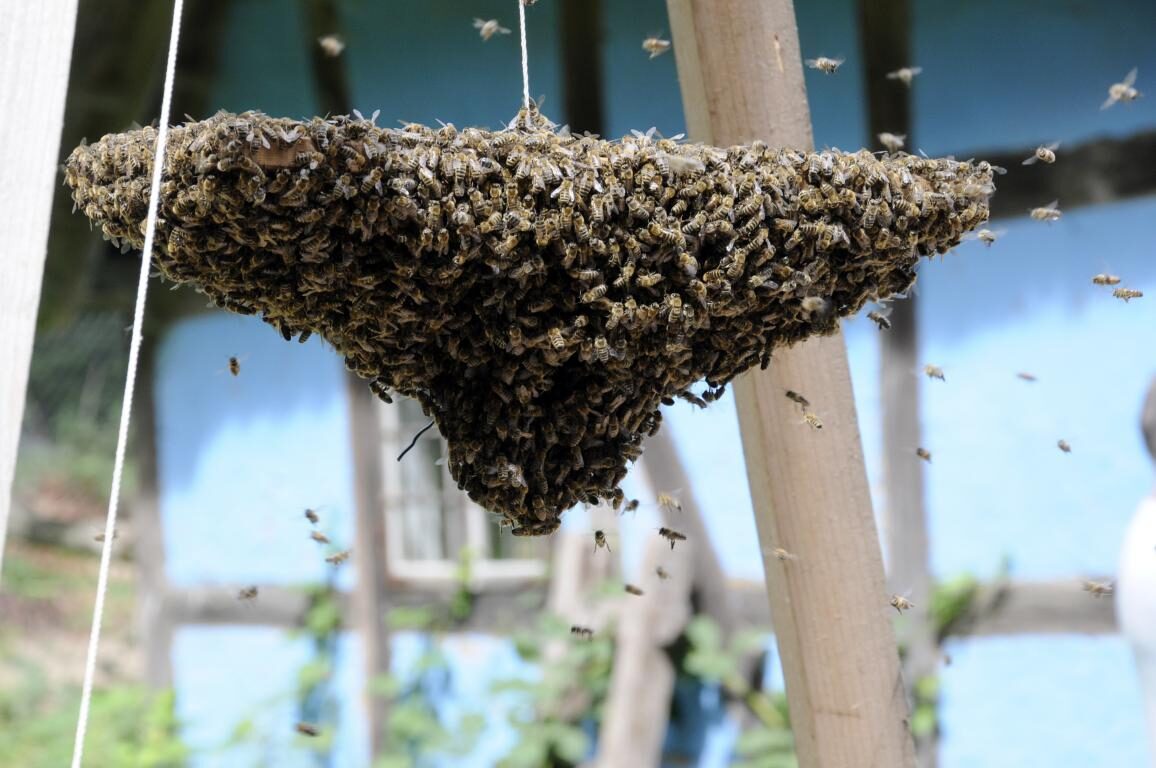 Alles über Bienen und Honig beim Imkertag am Kiekeberg