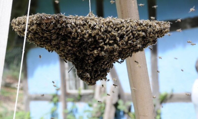 Alles über Bienen und Honig beim Imkertag am Kiekeberg