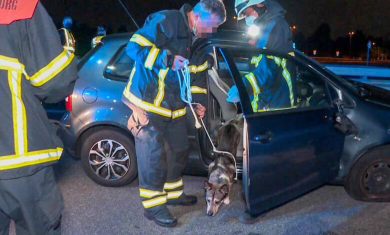 Bilanz nach Unfall auf B75: Hund gerettet, Motorrad-Fahrer schwer verletzt